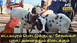 #Ettayapuram Pottukutty/ Roosters/Pigeon/ All available #Madurai #pets #sunday #market