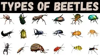 Types Of Beetles | Beetle | Beetles Names In English With Pictures #beetle #insects