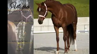 ПРОДАНО: ** Утопия ** Компания по торговле лошадьми Дедерихс **