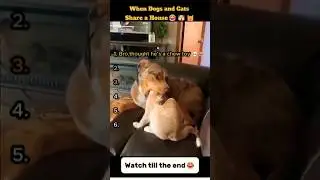 When Dogs and Cats Share a House 😂🐶🐱 #youtubeshorts  #funnydogs   #funnycats