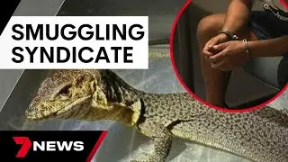 Police smash million dollar reptile smuggling syndicate | 7 News Australia