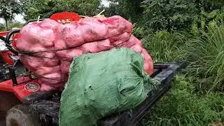 21 .8. 2025mus muag yas dua kev phem  vim ntujnaglojheev