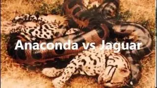 Giant Anaconda vs Lion - AMAZING SPEED !!!   Bear vs Tiger - Deadly Human F&iacute;ght attacks