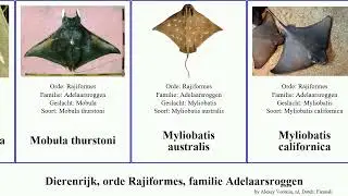 Dierenrijk, orde Rajiformes, familie Adelaarsroggen mobula myliobatis animal australis californica