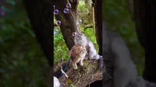 Bubbly bliss: Curious Siberian Cats Love Watching Bubbles