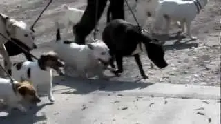 12 wolfwood dogs going for a walk