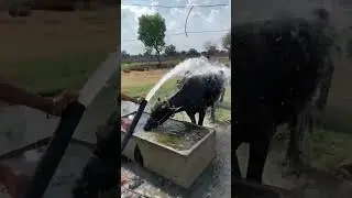 Hey garmi 🥵😰 #heygarmi #garmi #desi #buffalo #buffalovideo #farmerstories #subscribe #keepsupport