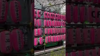 Peaceful walk under the Sakura in Shibuya, Tokyo #tokyo #sakura #japan #shibuya