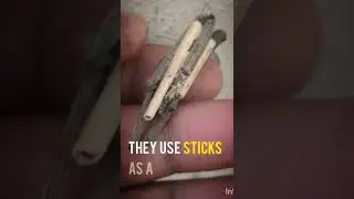 Meet the bagworm moth! | #bagwormmoth #sticks #worm