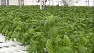 Grow Monroe   Hydroponics