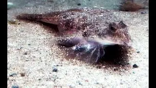 セトヌメリ　Repomucenus ornatipinnis　Repomucenus ornatipinnis