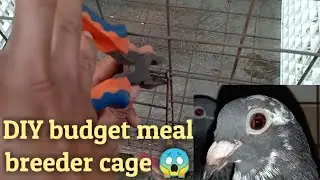 Do it yourself | pigeon breeder cage how to setup