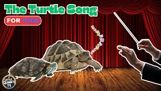 Turtle Time! 🐢 A Fun & Catchy Song for Kids