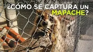As&iacute; capturan a los mapaches en Madrid