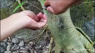 Buat Tahapan Perakaran dan Kontrol Cabang Amplas Putih (@kupritbonsai )