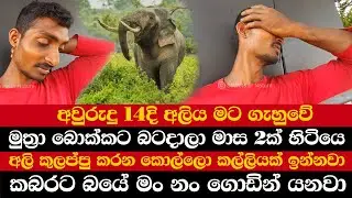 අවුරුදු 14දි අලිය මට ගැහුවේ | මුත්‍රා බොක්කට බටදාලා මාස 2ක් හිටියෙ | කබරට බයේ මං නං ගොඩින් යනවා