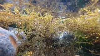 Invasive Sargassum