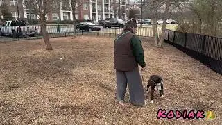 Dog obedience schoo￼l | behavior modification | pitbull dog training | real results | OBKS 