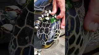 Saving sea turtles from barnacles is more than cleaning a shell