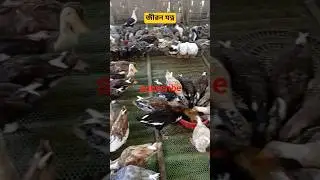 Duck Rearing,, Duck farm in Assam #duckfarming #duck #farming