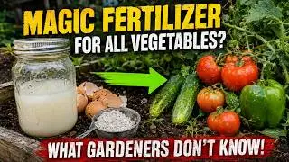 Magic Fertilizer For All Vegetables | 100% Success Results!!!