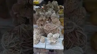 Crystal Case at Puff Palace 2026 -Rustic Minerals, Rochester NY 