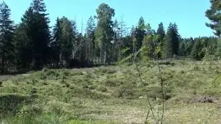 NSG Hühnerfeld  September 2016