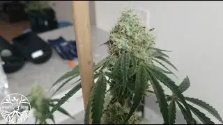 THC Bomb Harvest