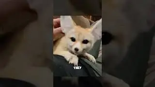 The smallest fox in the world! - Fennec fox