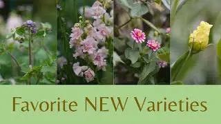 2025's TOP 5 Flower Varieties You Need to Grow!