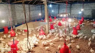 Poultry Chicks Day-16 Night View | Agro Farm | Agro Farm and agriculture | Poultry Farm video 2026