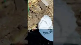 Ribbit Ribbit