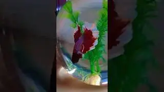 My Betta Fish Growth 😃😃 #shorts #viral