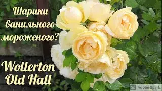 Роза как шарик ванильного мороженого Валертон Олд Хол /Wollerton Old Hall/ Розы Остина