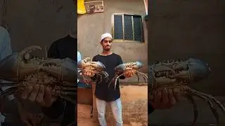 King size mud crab || #shorts #fishing #short #bablusolkar