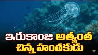 ఇరుకాంజి అత్యంత చిన్న హంతకుడు #wildlife #animals #information #telugu #video #facts #animation