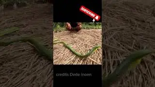 DEDE ENION NEMEU ULAR HIJAU BAHAYA