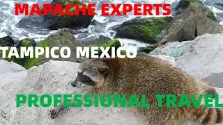 Tampico MEX Expert Mapache Travel Guide