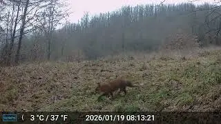 Fauna Valle Scrivia gennaio 2026