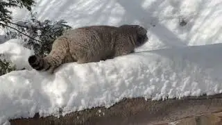 雪にも負けず❣️ナゴムくん　マヌルネコ　那須どうぶつ王国　2026年1月12日