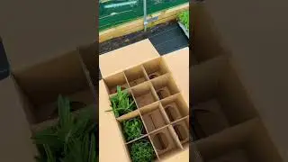 Is it strange that we genuinely miss packing boxes filled with herb plants?