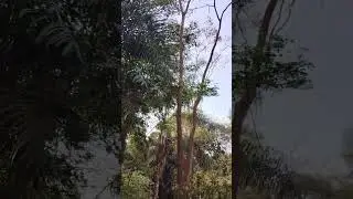 Atlantic Forest nature park State of S&atilde;o Paulo Brazil☘️🇧🇷#nature#brasil#turist#amazonia#pantanal🌵🦉🦔