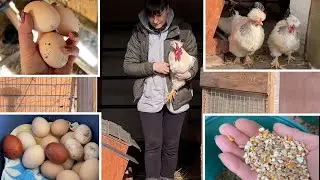 ЯЙЦО ДЛЯ ИНКУБАТОРА Когда цыплятам даю зерно