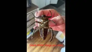 The Lethocerus Journey; Pet Giant water bug