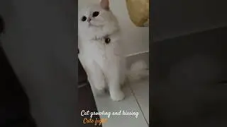 Cat growling and hissing to another cat #youtubeshorts #cat #viral #shorts #hissing #catfight #pet