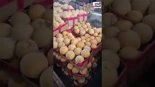 تعرف تفرّق بين الأناناس والكنتالوب والشمام؟ شوف بعينيك الفرق فى سوق العبور