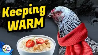 Transport Evolved Chicken and Garden Update: Keeping The Hens Warm