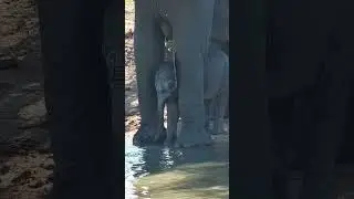 Adorable Baby Elephant Gets Super Excited at the Waterhole  #wildlife