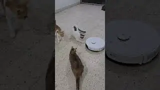 Can a robot vacuum survive 10 cats?#roborock #robotvacuum #roborocks8proultra #cat