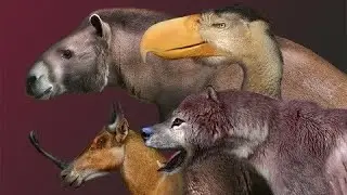 Megafauna animals compared to human size